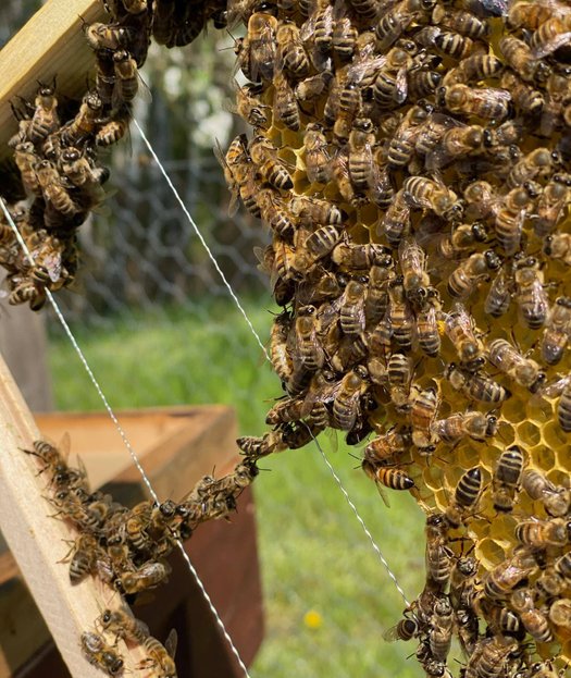 Bienenkette Honigbienen bilden eine Kette