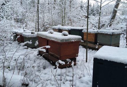 Bienenbeuten im Winter