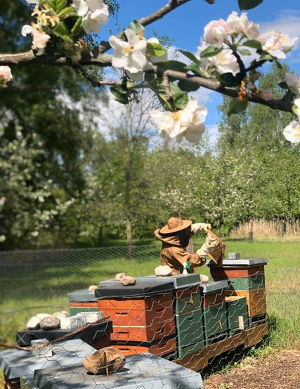 Imker im Frühling Apfelbäume auf der Streuobstwiese