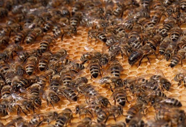 Honigbienen auf der Wabe