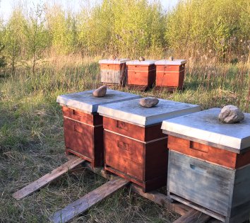 Dadant Bienenbeuten